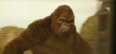 Promo - Kong: Skull Island Video